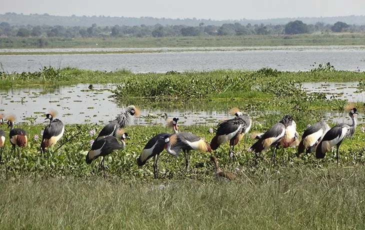 Uganda bird watching Safari