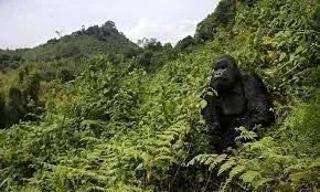 Volcanoes NP Gorilla Trekking Tours & Holiday Packages Prices & Reviews