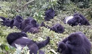 Volcanoes NP Rwanda Gorilla Trekking Tours