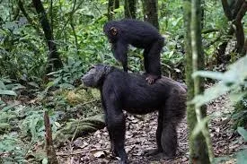 chimp trekking tour