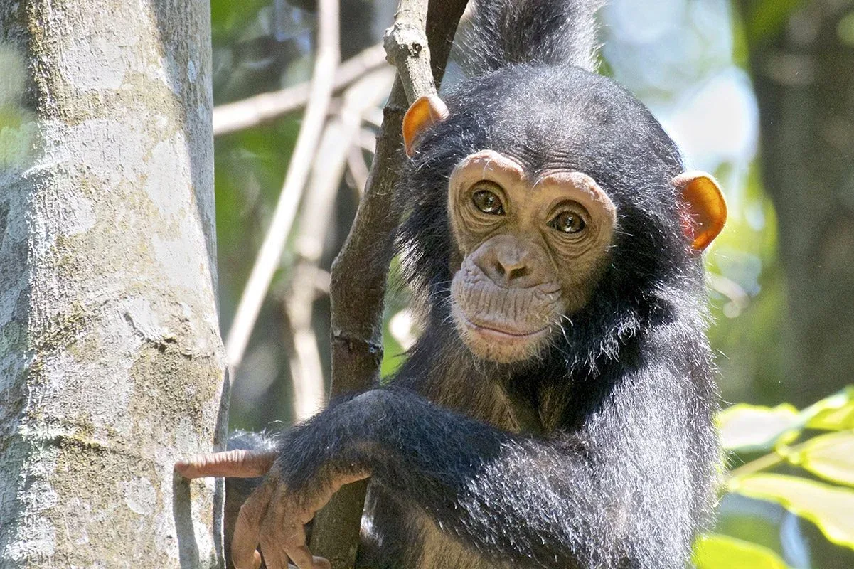 gombe chimpanzee trekking tours