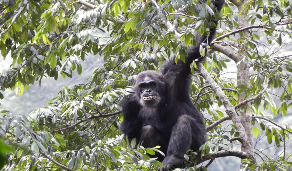 nyungwe forest national park chimpanzee tracking tour