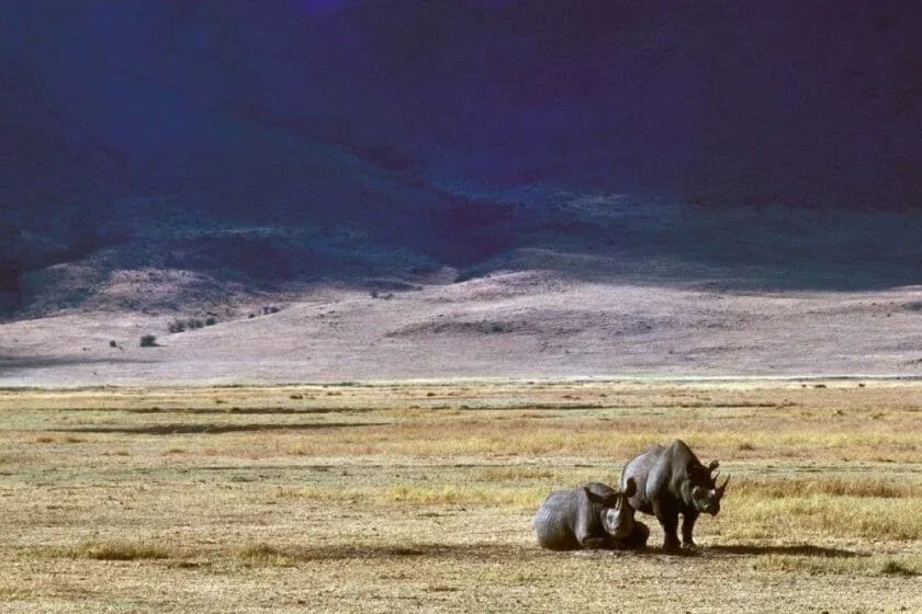 rhino crater floor wildlife ngorongoro crater tanzania safari 28129