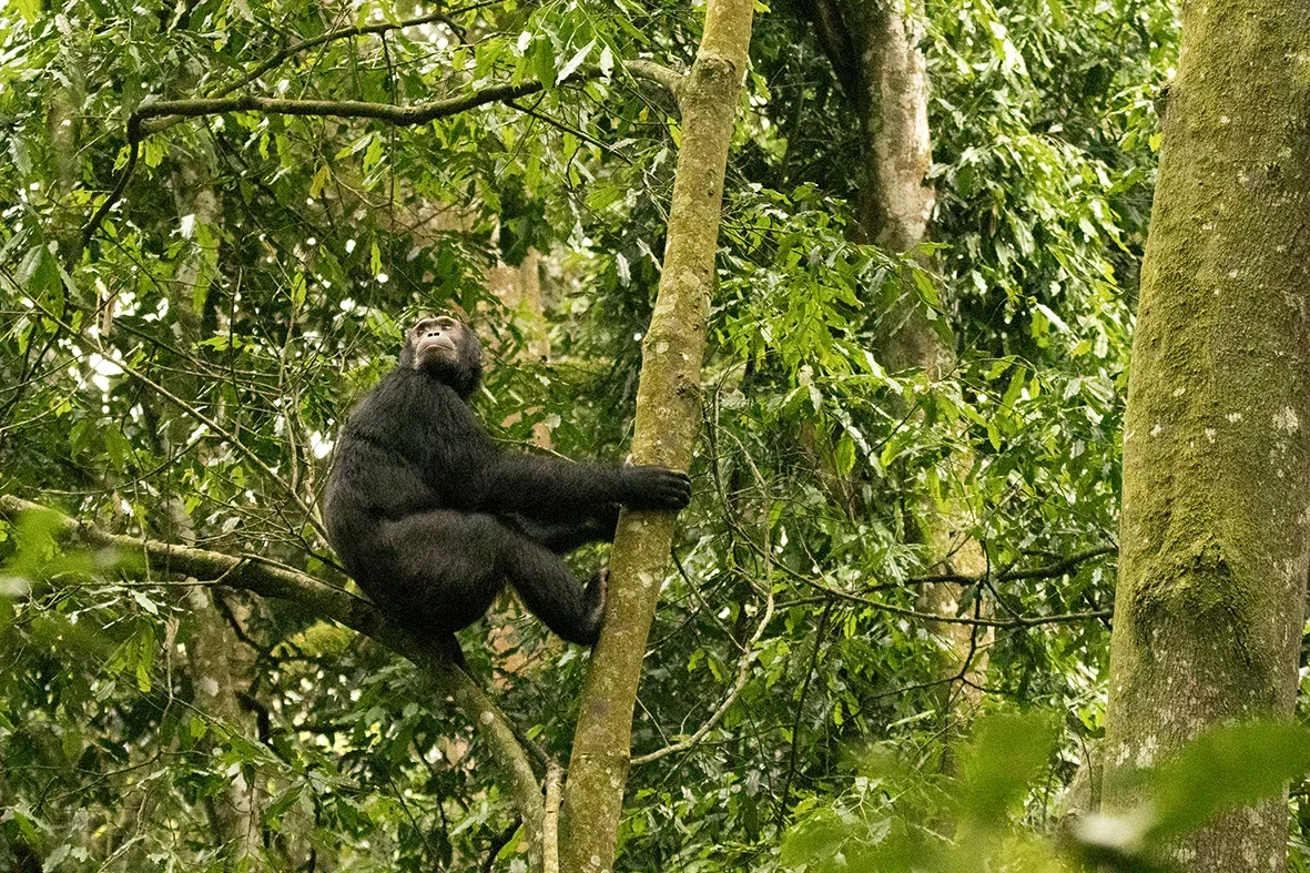 Kibale chimpanze safaris