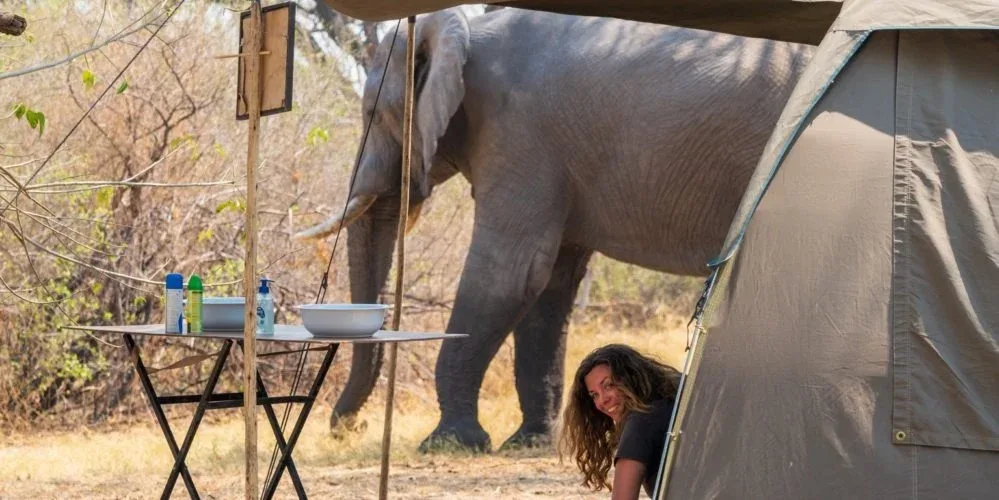 botswana-mobile-safari-gesa-tent-elephant-999×500