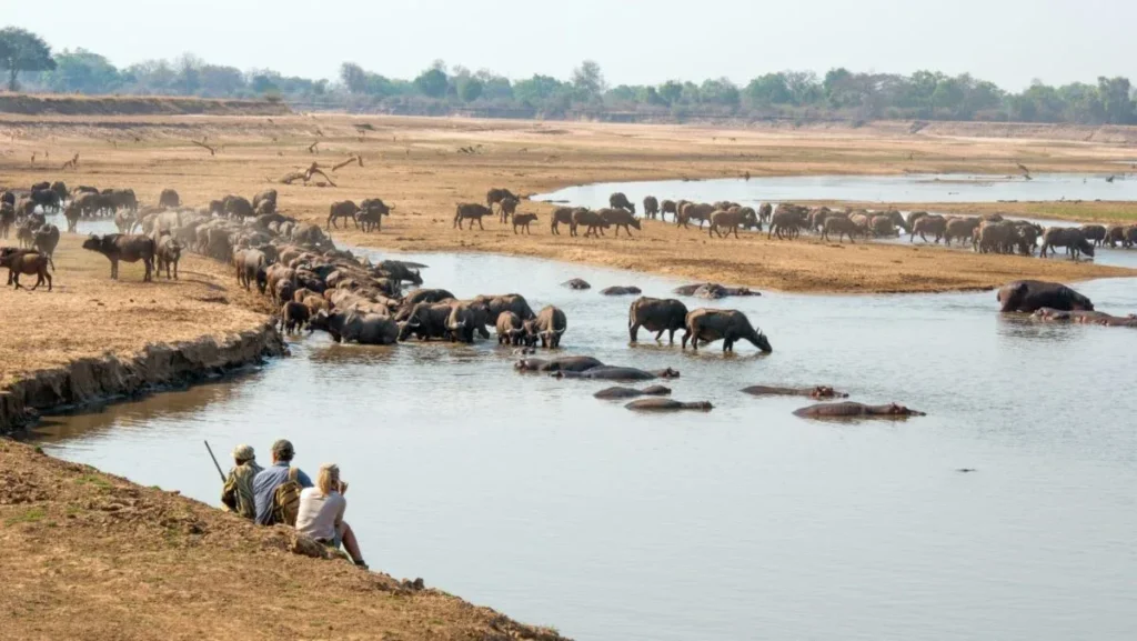 mwamba luangwa walking safari buffalo 1200x676 1
