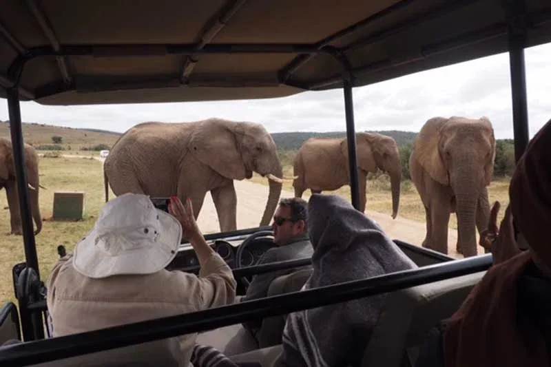 Addo elephant park gamedrives safaris