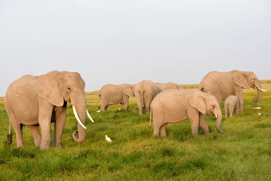 Arusha Conservation Visits Safari