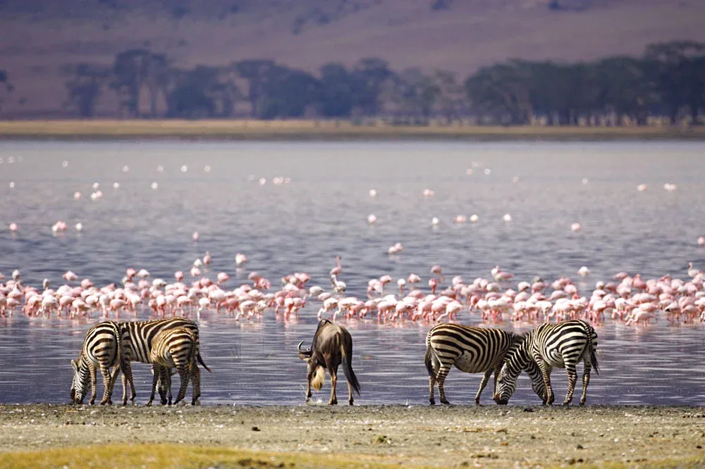 Arusha Lake Manyara Safari