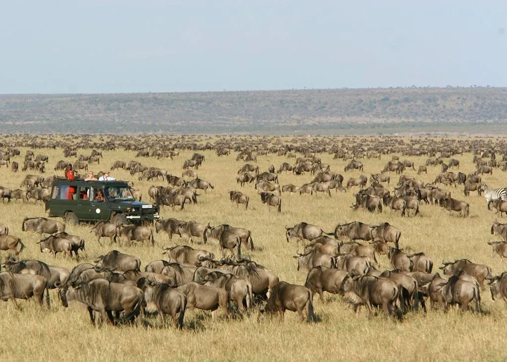 Arusha Serengeti Great Migration Safari