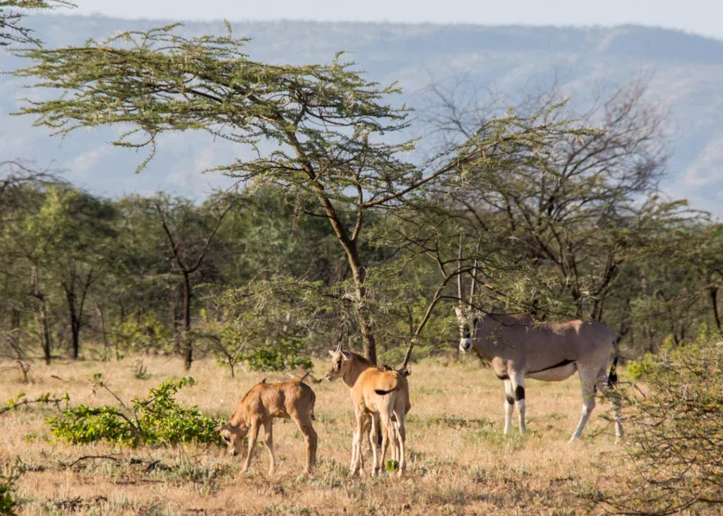 Awash National Park Wildlife Viewing Safari