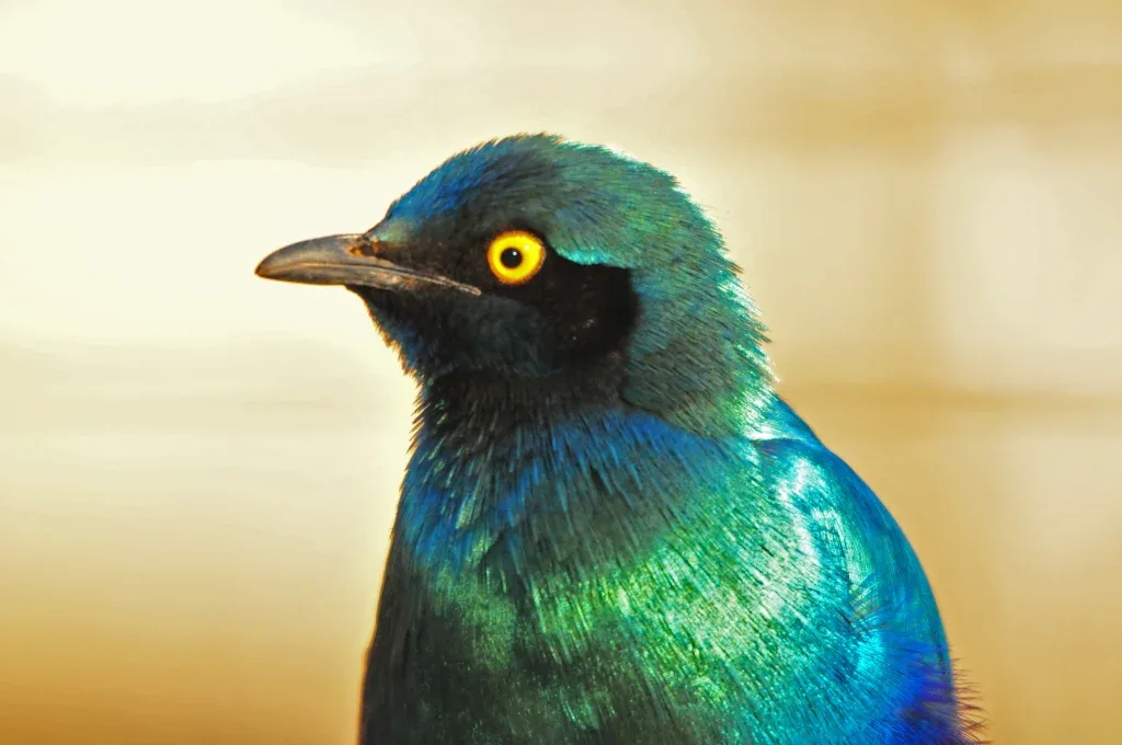 Greater Blue-eared Starling, Letaba KNP