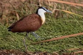 Botswana Bird Watching and Fishing Safari