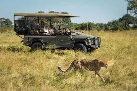 Botswana Game Drives Safari