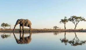 Botswana Photography Safari