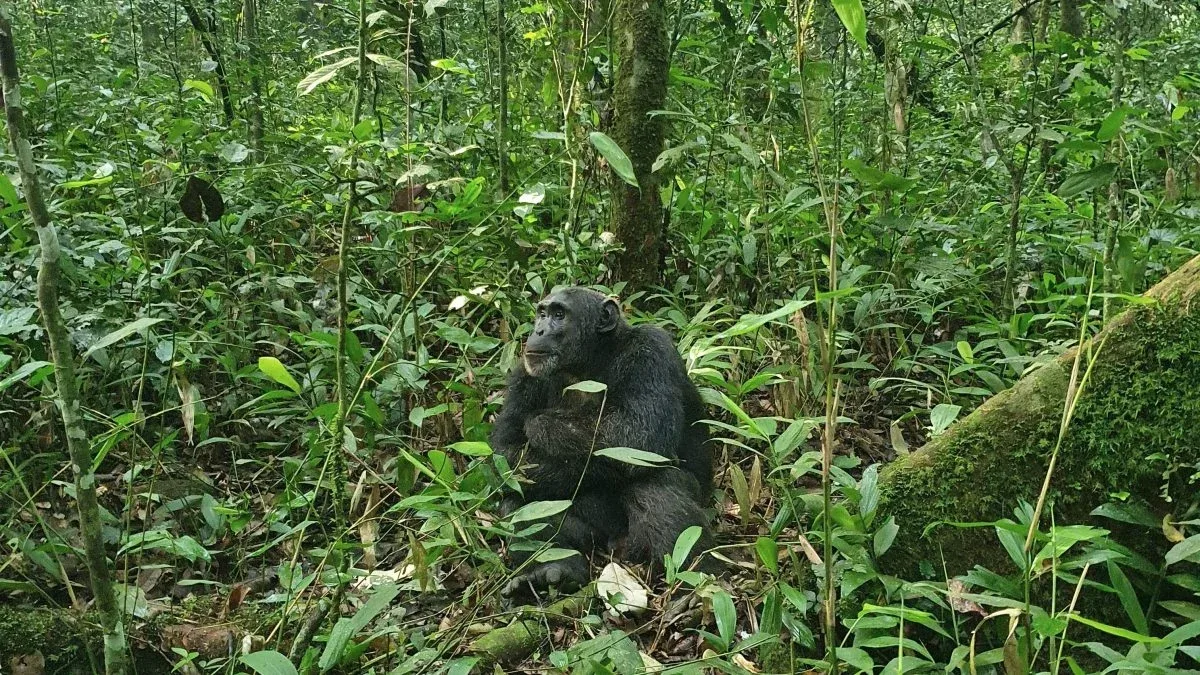 Budongo Forest Primates Viewing Safari