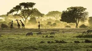 Budongo Forest Research Expedition Safari Package