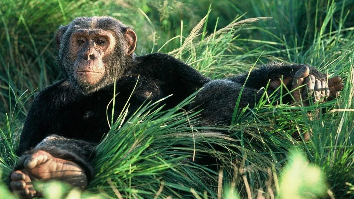 Buffalo Springs Chimpanzee Trekking Safari