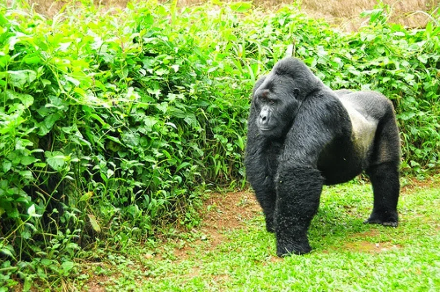 Bwindi Impenetrable Chimpanzee Trekking Safari Package