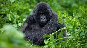 Bwindi Impenetrable Gorilla Trekking Safari