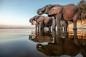 Chobe National Park's Elephant's Haven