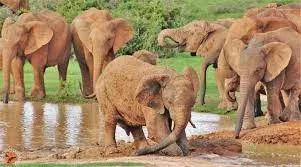 Elephant Budget Safari