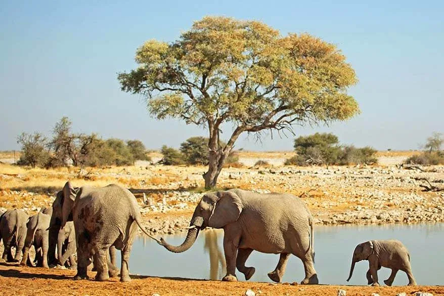 Etosha National Park Visit Waterholes Safari