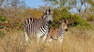 Idube Game Reserve Photographic Safari