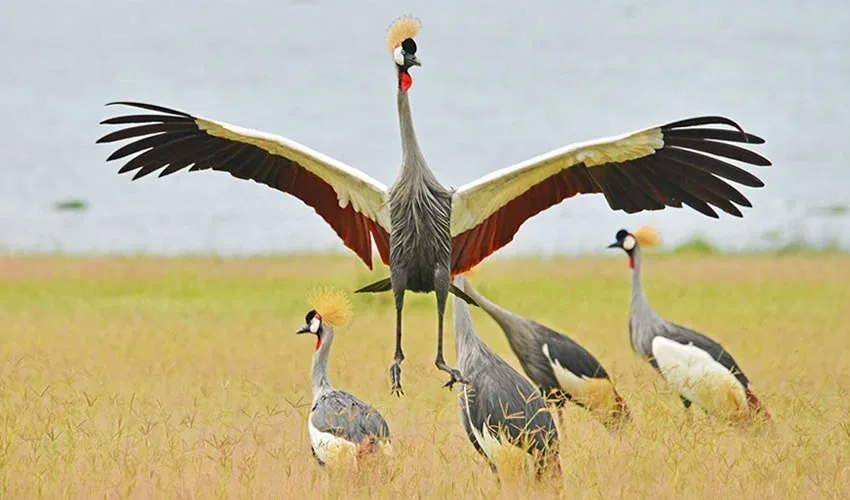 Khutse Game Reserve Travel Birdwatching Safari