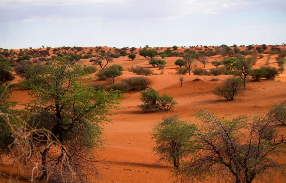 Beautiful,Landscape,In,Kalahari,Desert
