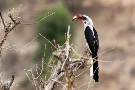 Kidepo Valley National Park Birdwatching Safaris