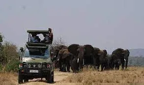 Kidepo Valley National Park Game Drives Safari