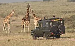 Kidepo Valley National Park Safaris Game Drives