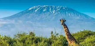 Kilimanjaro Treks Diverse Ecosystem Safari