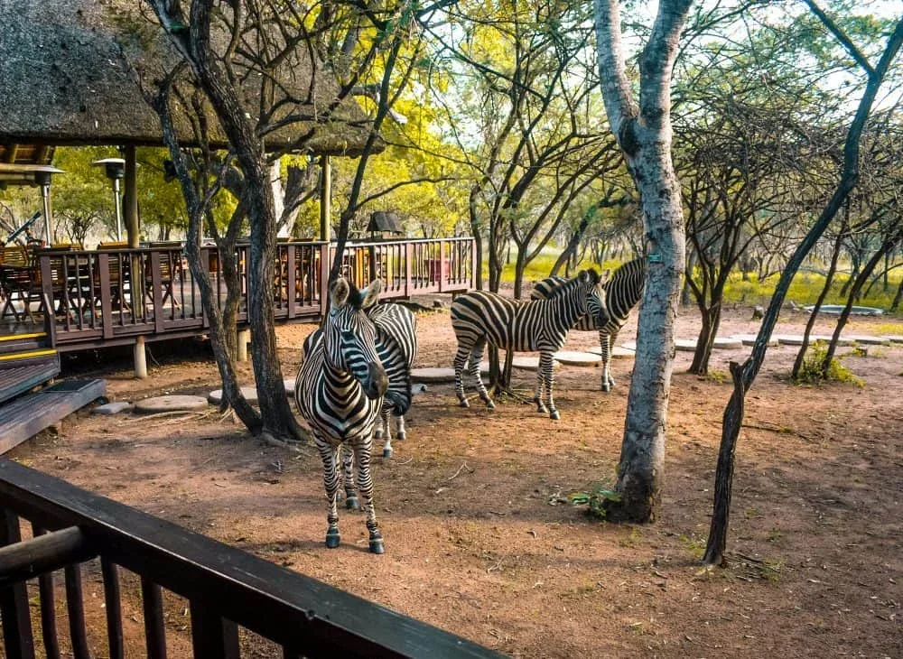 Kruger National Park Travel Adventure Safari