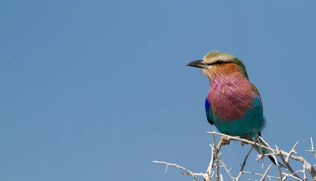 Kruger National Park Travel Birdwatching Safari