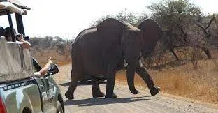 Kruger National Park Travel Classic Wildlife Safari