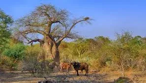 Kruger National Park Travel Conservation Focused Safari