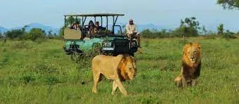 Kruger National Park Travel Game Drives Safari