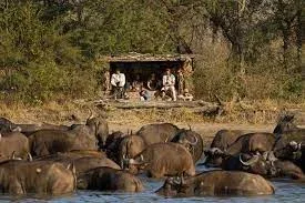 Kruger National Park Travel Guided Walks Safaris