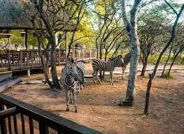 Kruger National Park Travel Relaxation Safaris