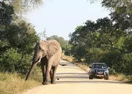 Kruger National Park Travel Self-Drive Safaris