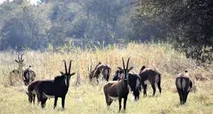 Kuti Wildlife Reserve Travel Relaxation Safari