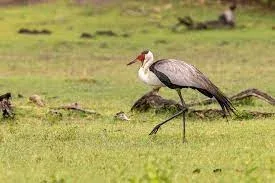 Kwando Concession Travel Birdwatching