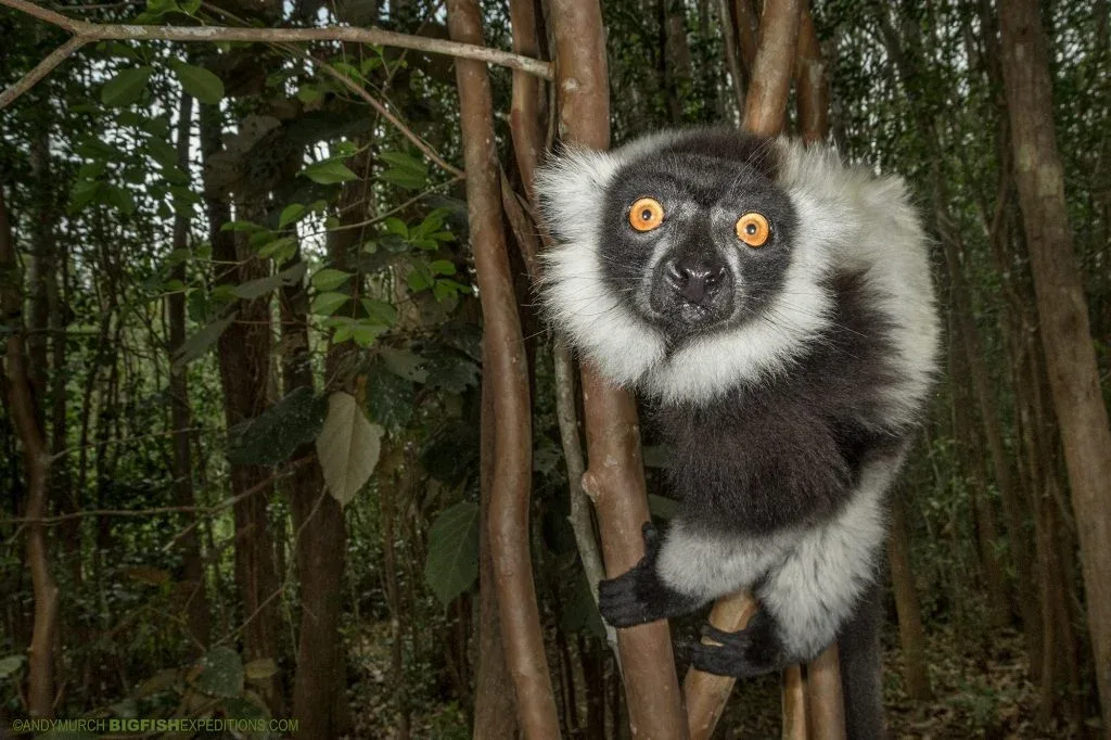 Lemur Focused Safari