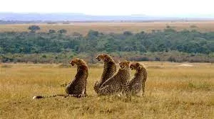 Private and Group Safaris