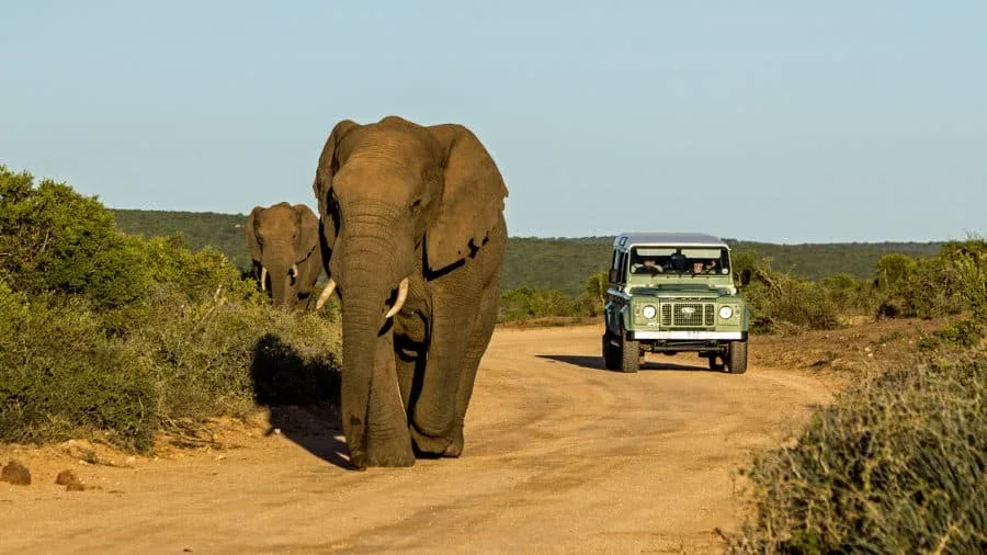 addo elephant Self Drive Safaris
