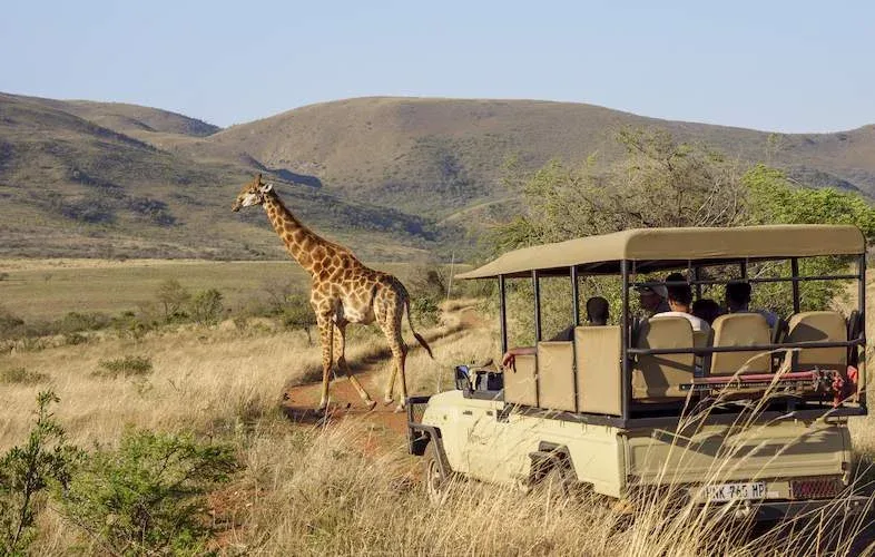 addo elephant Sunset and Night Drives Safari