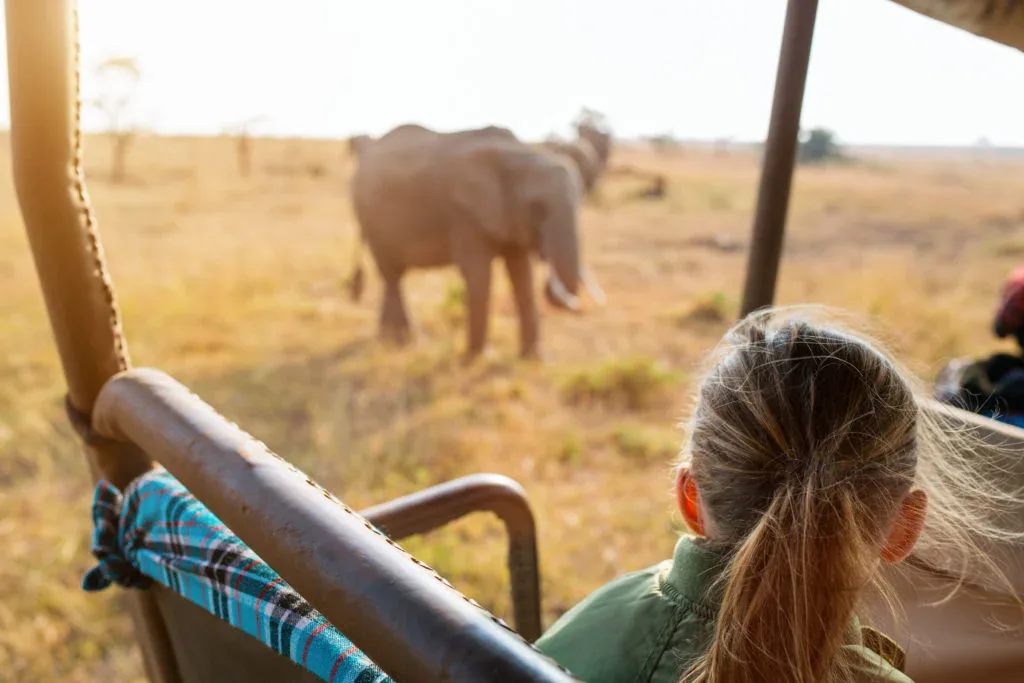 addo elephant Wildlife Monitoring safaris 1