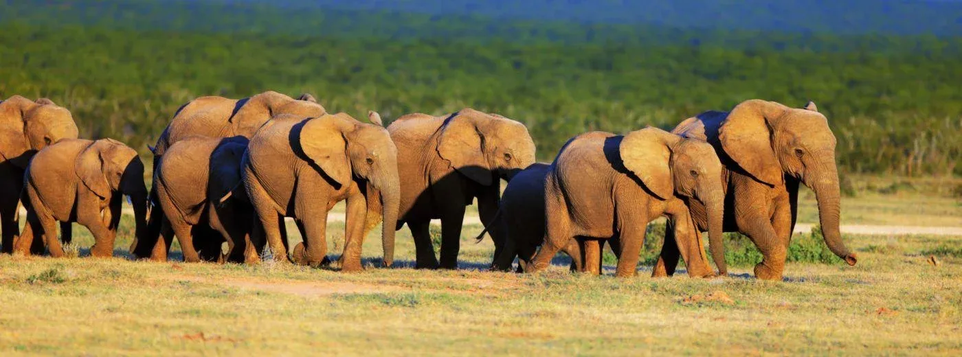 addo elephant affordable safari